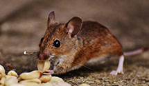 24 Hour & Emergency Exterminators in Westbend, WI